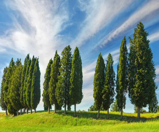 Cyprès méditerranéen
