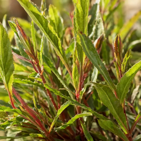Gaura 'Gaudi medium white' (Gaura lindheimeri) — Photo d'illustration, photo 4