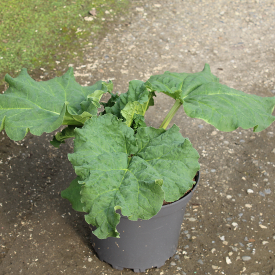 Rhubarbe chinoise 'Geante victoria'