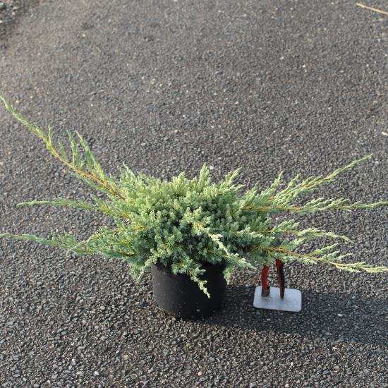 Genévrier écailleux 'Blue Carpet'