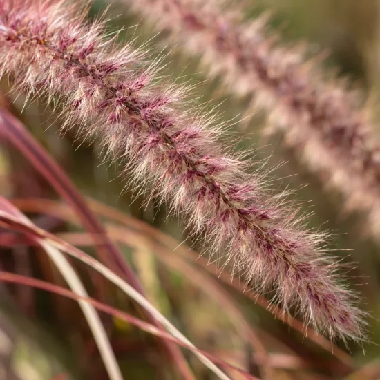 Herbe aux écouvillons pourpres 'Fireworks' (Pennisetum setaceum) — Photo d'illustration, photo 4