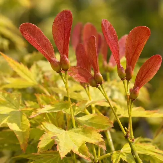 Érable du japon 'Jordan' (Acer shirasawanum) — grappes de samares rouges au-dessus de feuilles jaunes