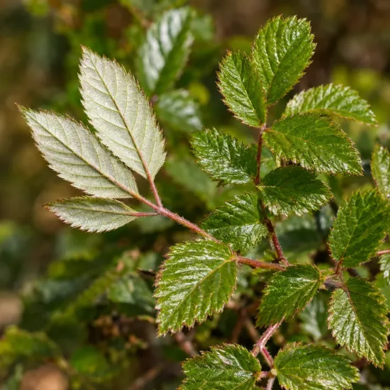 Mûre rampant de taïwan (Rubus taiwanicola) — rameau avec feuilles composées dentées, gros plan · Photo d'illustration