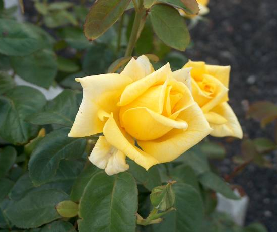 Rosier 'Parure d'or '