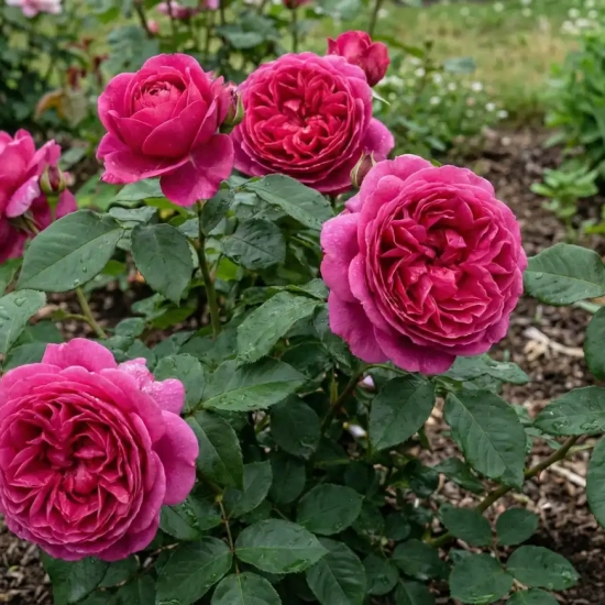 Rosier 'Comtesse liger-belair'