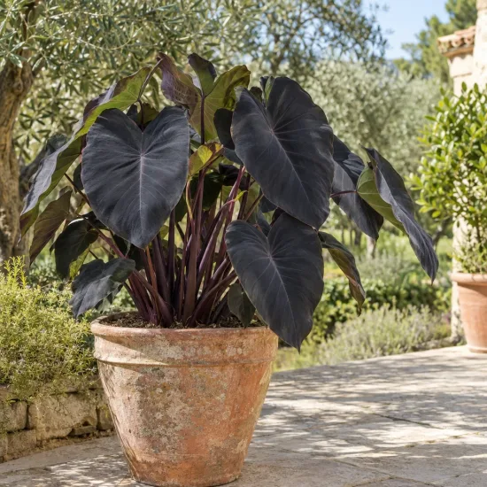 Oreille d'éléphant 'Black magic' (Colocasia esculenta) — grand feuillage sombre en forme de cœur en pot · Photo d'illustration