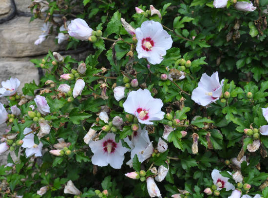 Althéa 'French point'