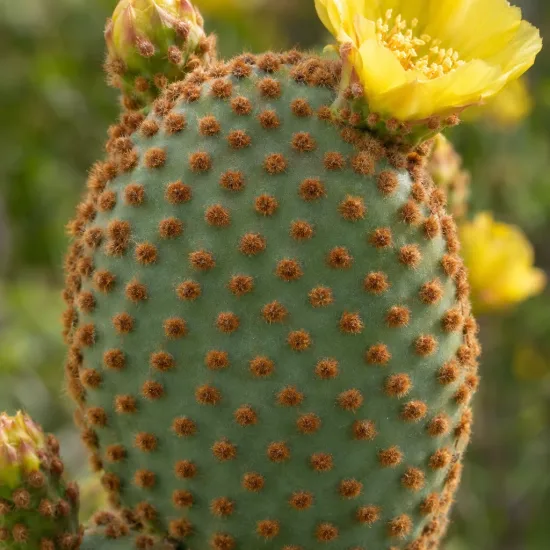 Figuier de barbarie 'Rufida' (Opuntia) — Photo d'illustration