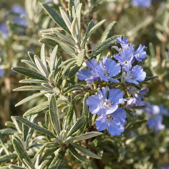Westringia 'Bleu' (Westringia fruticosa) — gros plan de fleurs bleu pâle et feuillage