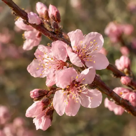 Pêcher 'Fayette' (Prunus persica) — gros plan de fleurs rose pâle sur branche