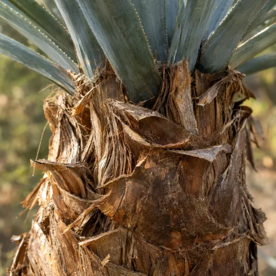 Dasylire 'Sp zacatecas' (Dasylirion cedrosanum) — gros plan sur stipe fibreux de plante · Photo d'illustration