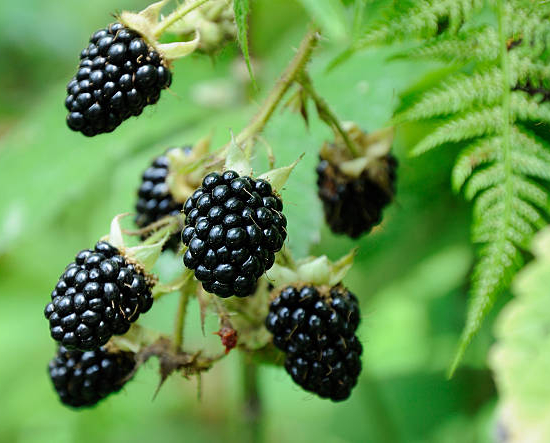 Ronce commune 'Fruits noirs reuben'