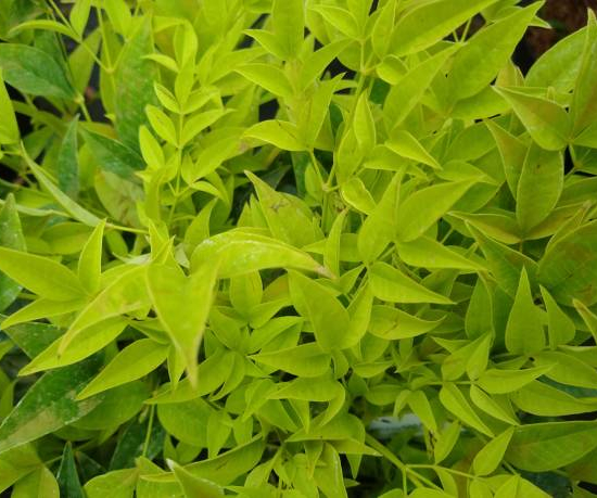 Bambou sacré 'Lemon and lime'