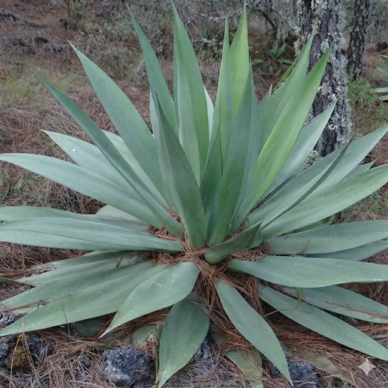 Agave obscura