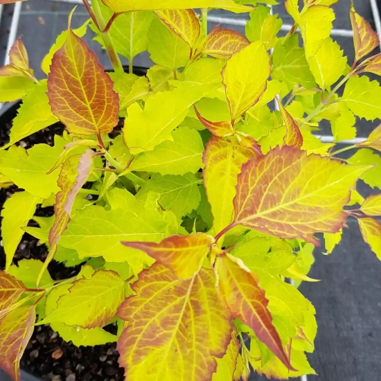 Arbre aux faisans 'Little lanterns'