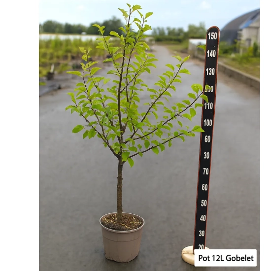 Pommier  'Delbard estivale'