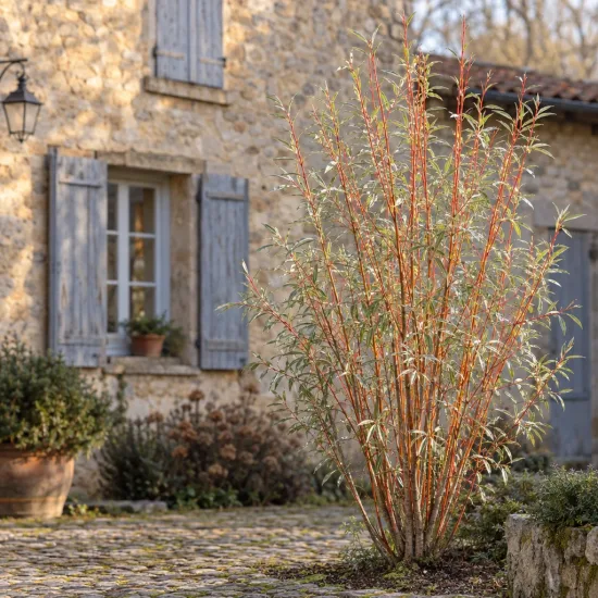 Saule blanc 'Chermesina' (Salix alba) — arbuste élancé au feuillage fin devant maison en pierre · Photo d'illustration