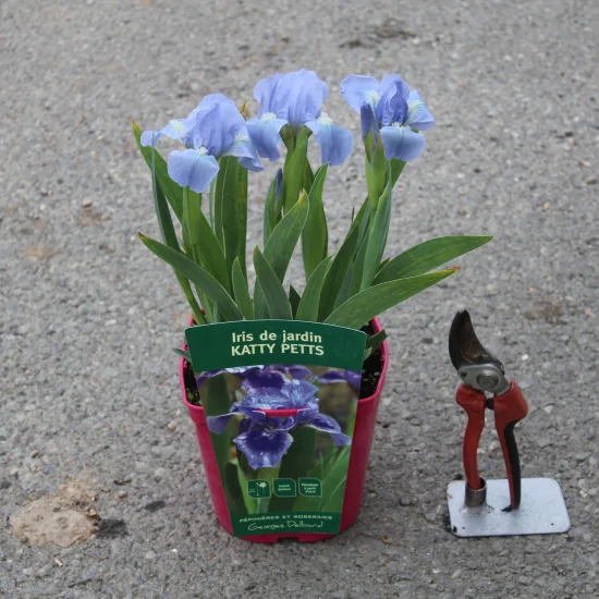 Iris nain 'Katty petts bleu' — Pot 2,5L