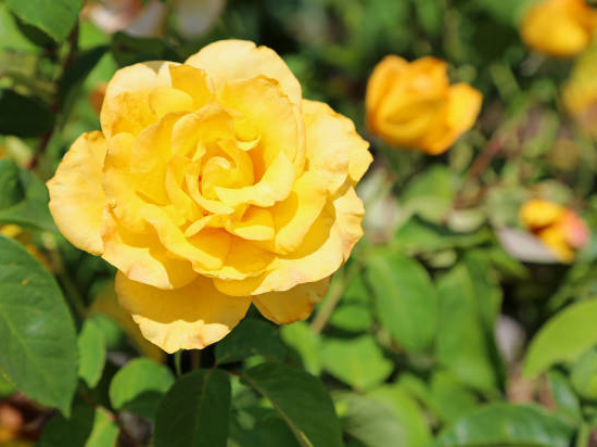 Rosier 'Parure d'or '