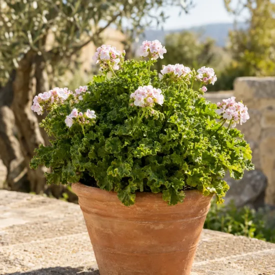 Géranium au parfum de citron 'Crispy' (Pelargonium) — Photo d'illustration, photo 3