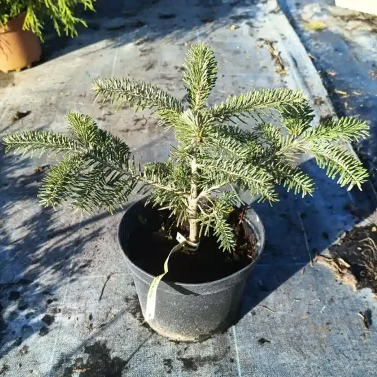 Sapin du caucase (Abies nordmanniana) — jeune conifère en pot sur sol plastifié · Pot 2.5L