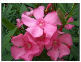 Laurier rose 'Grandiflorum'