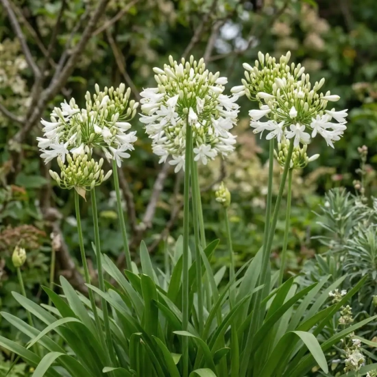 Agapanthus 'Emerald ice'