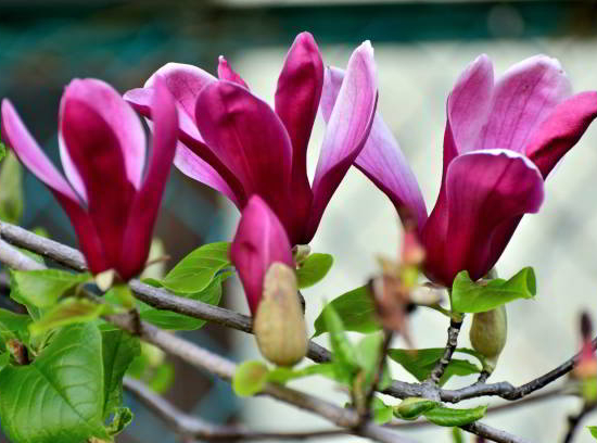 Magnolia 'Galaxy'