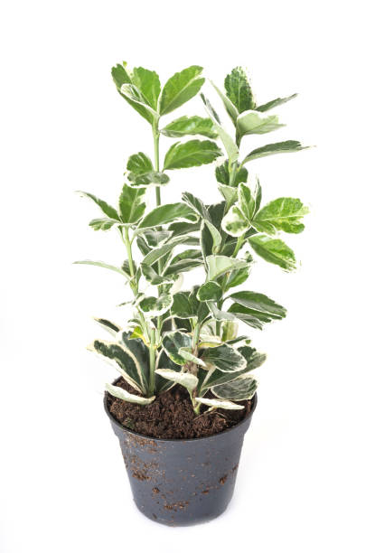 Fusain du japon 'Argenteomarginatus'
