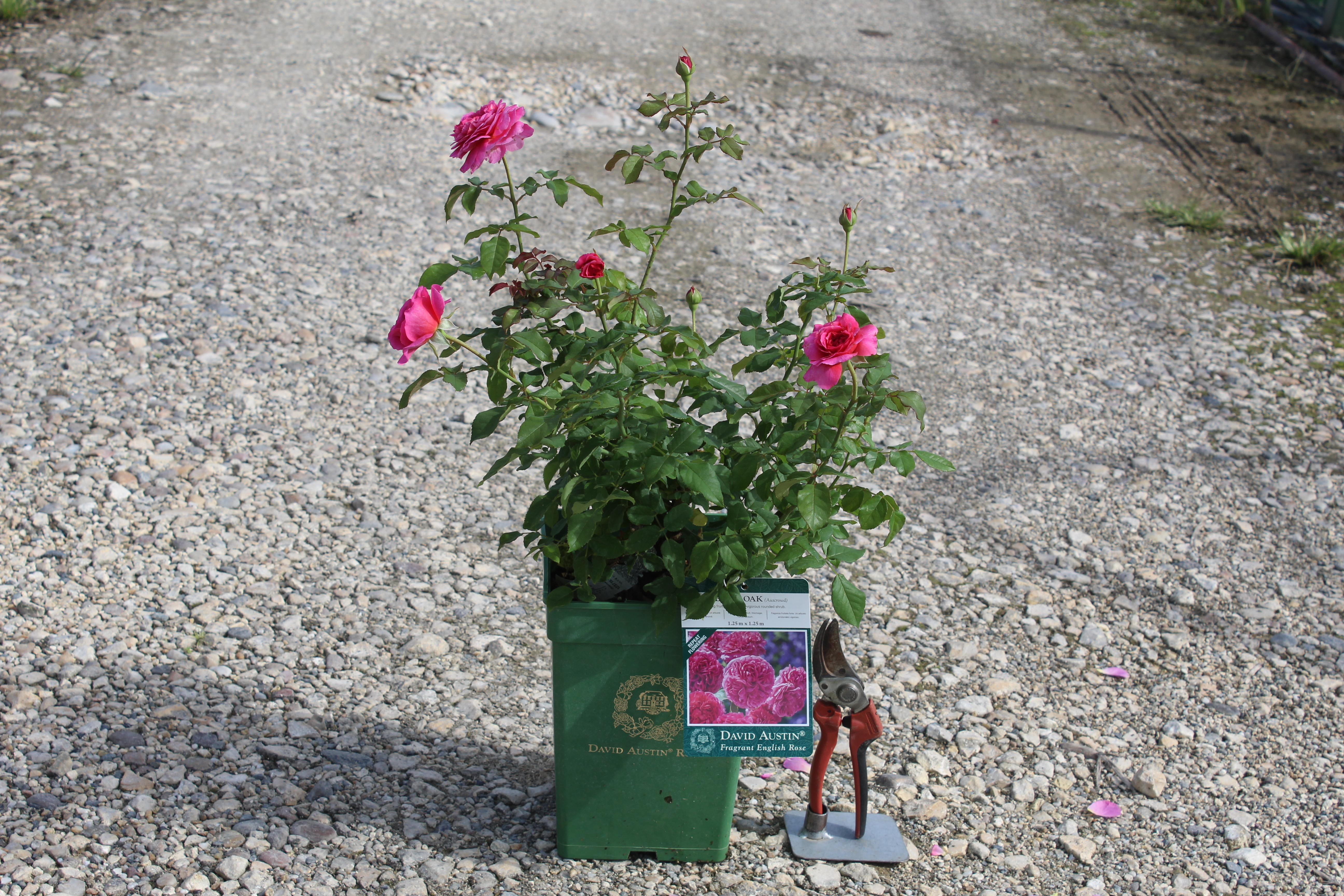 Rosier 'Gabriel oak '