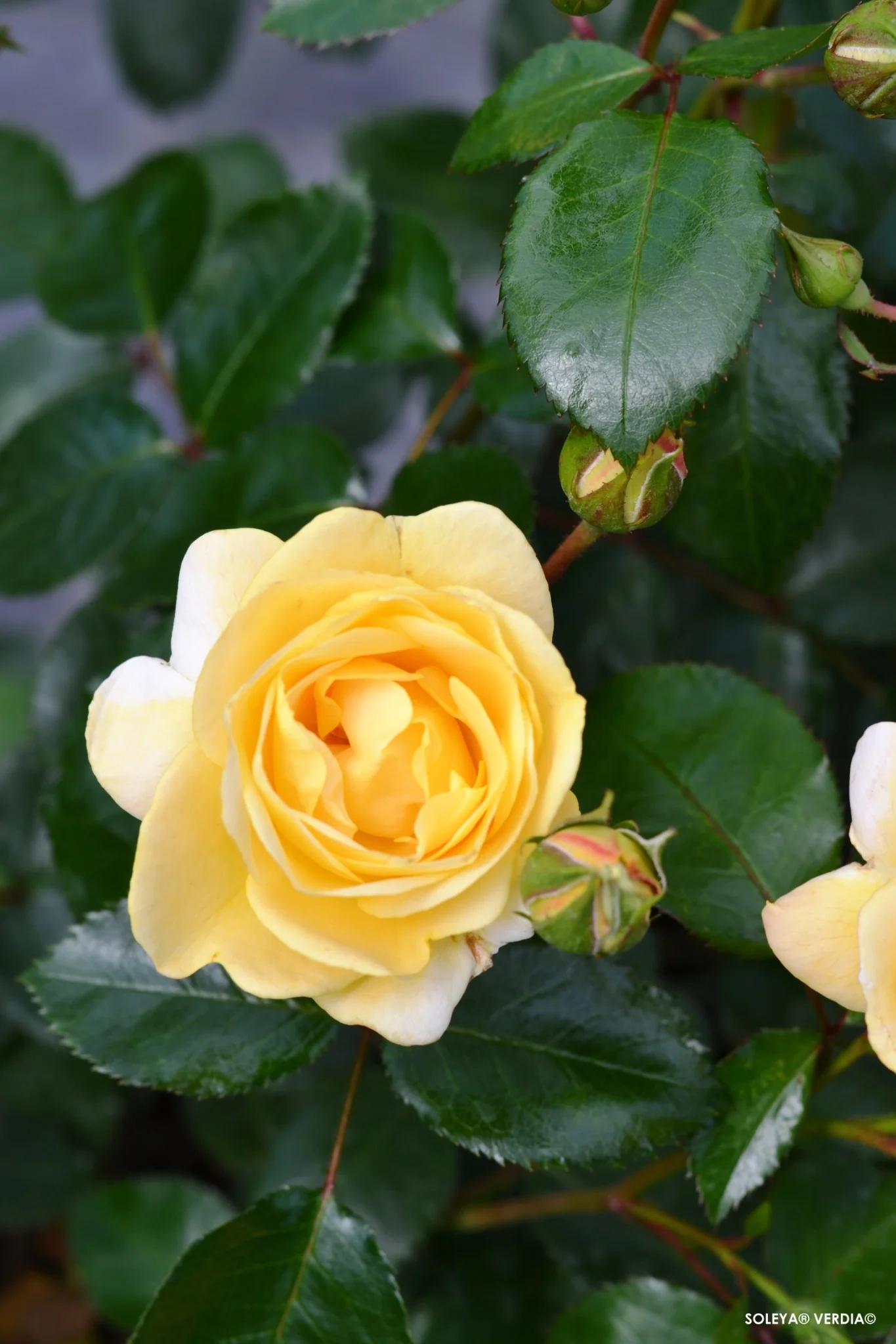 Rosier 'Soleya  jaune '