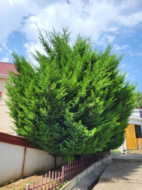 Cyprès 'Leylandii'