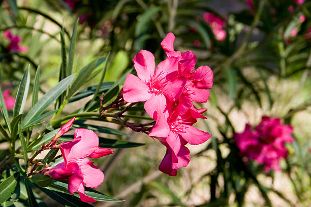Laurier rose 'Géant des batailles" (Commandant Barthélémy)