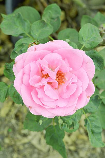 Rosier 'Centenaire de lourdes '