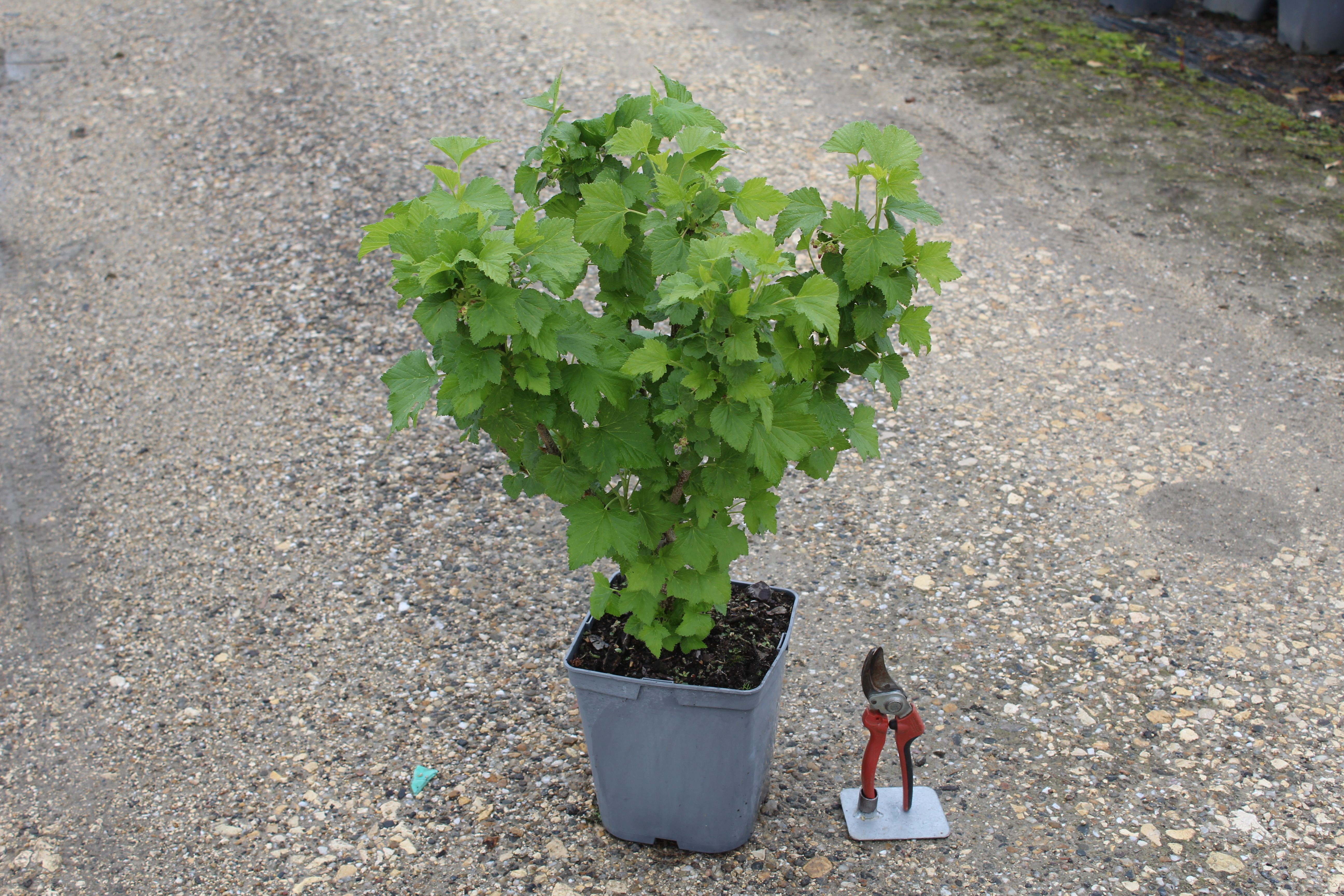 Cassis 'Noir De Bourgogne' BIO  Ribes Nigrum 'Noir De Bourgogne Bio Ribes Nigrum Noir De Bourgogne Godet 9cm Taille 20 40cm Pepinieres Naudet 666ab52a980cea7c7bdfce4a