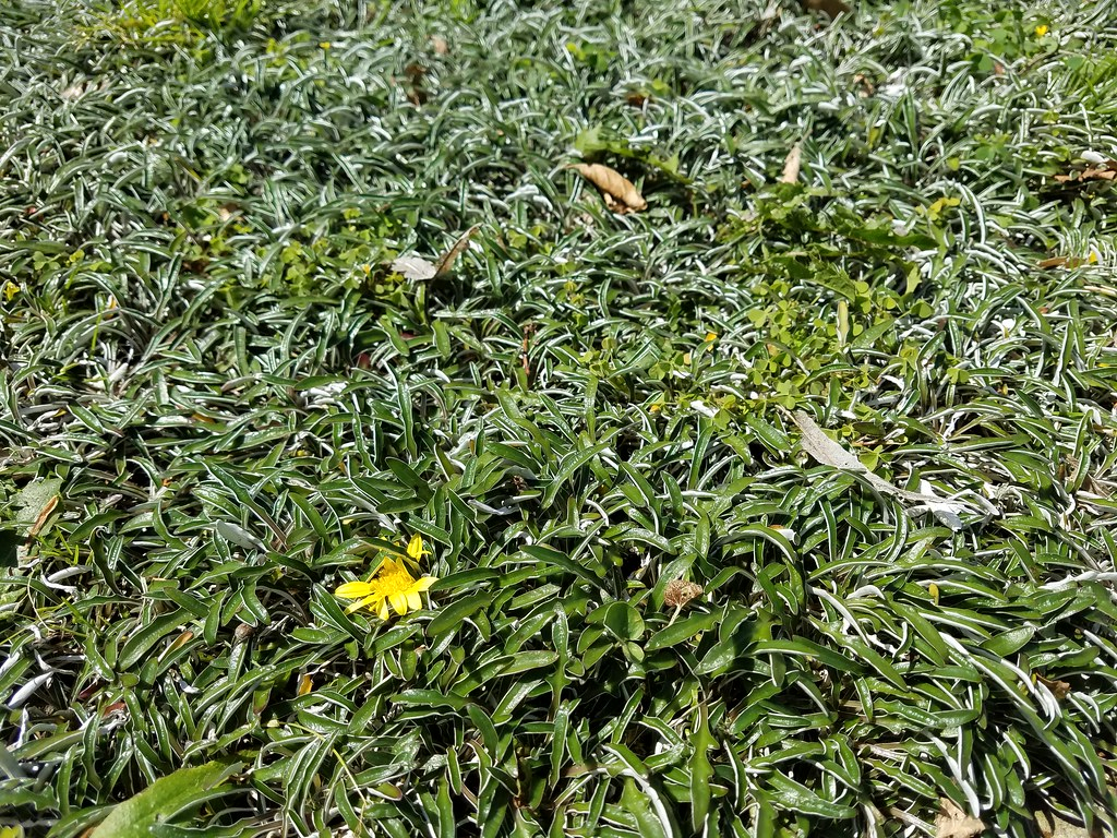 Dymondia repens