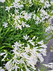Agapanthe 'Pitchoune'
