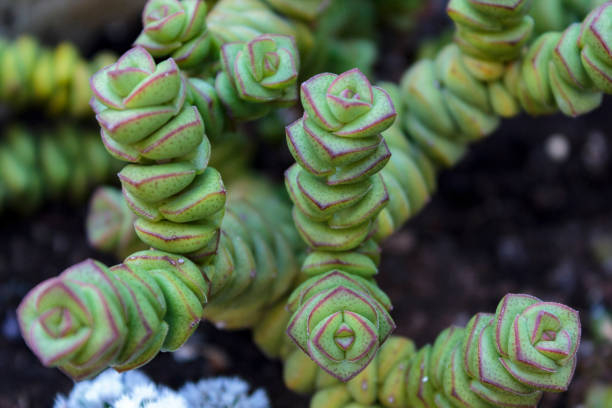 Crassule 'perforata'