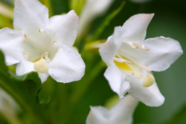 Weigelia 'Snowflake'