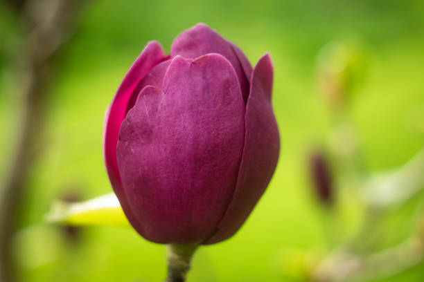 Magnolia 'Genie'