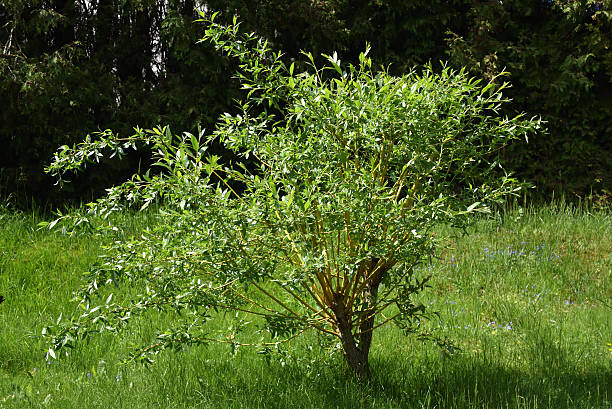 Saule 'Erythroflexuosa'