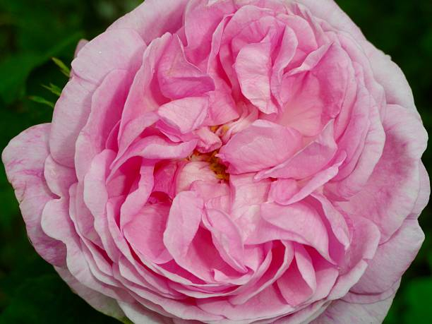 Rosier 'Francois juranville '