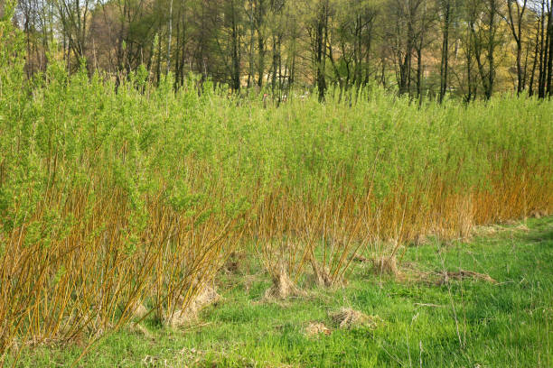 Osier des vanniers