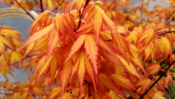 Érable du japon 'Katsura'