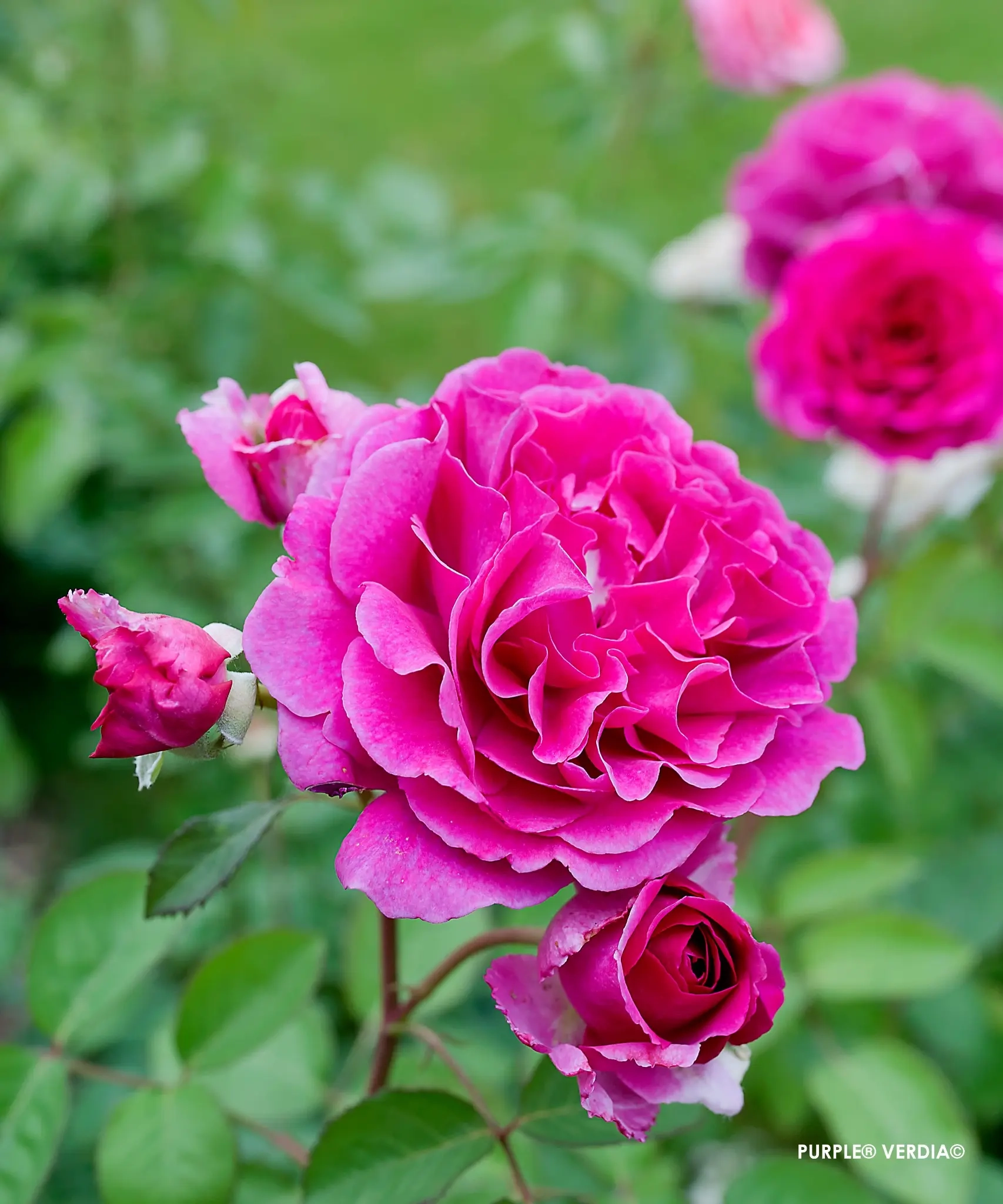 Rosier 'Purple voluptia'