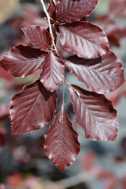 Hêtre commun 'Dawyck purple'
