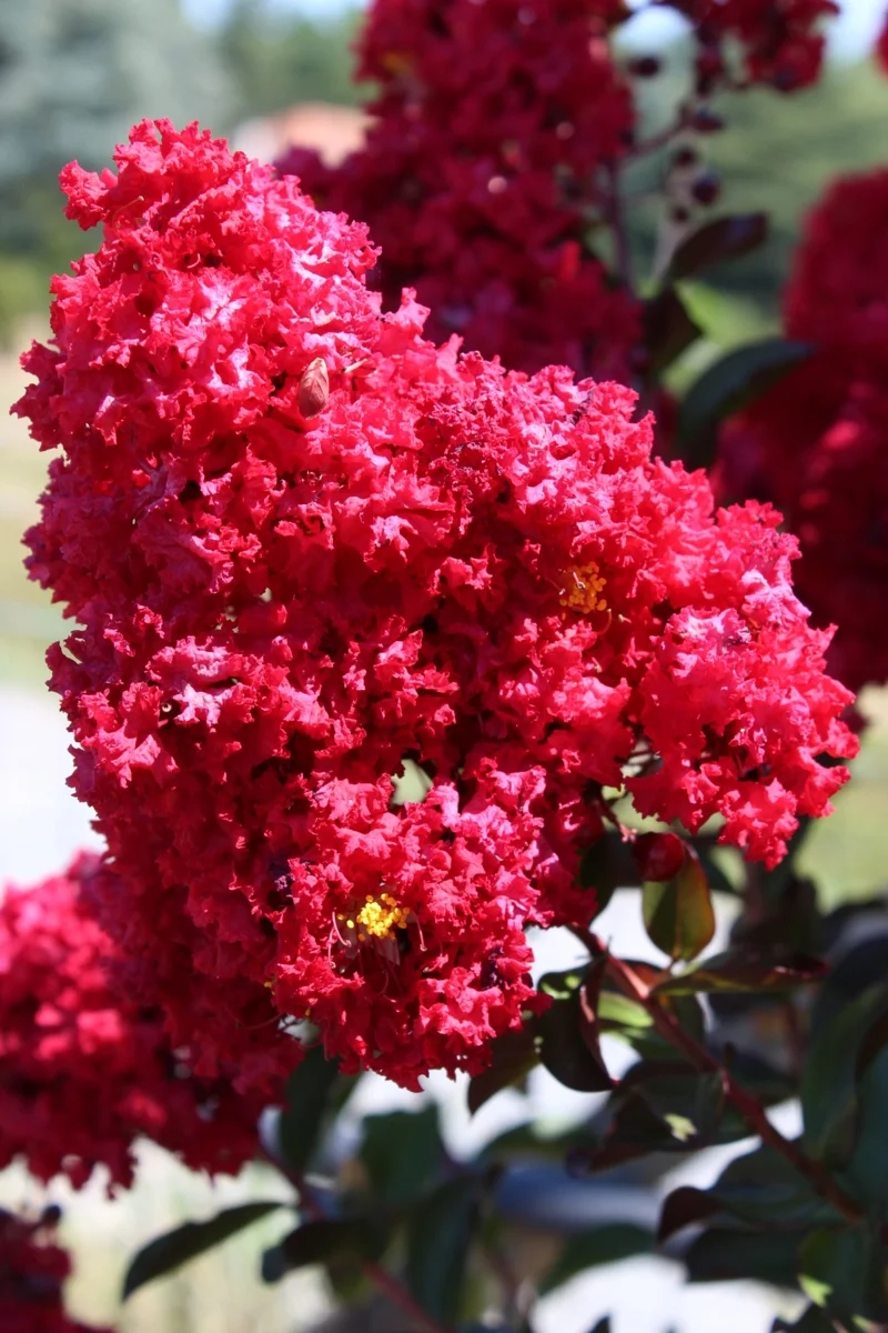 Lilas des indes 'Dynamite'