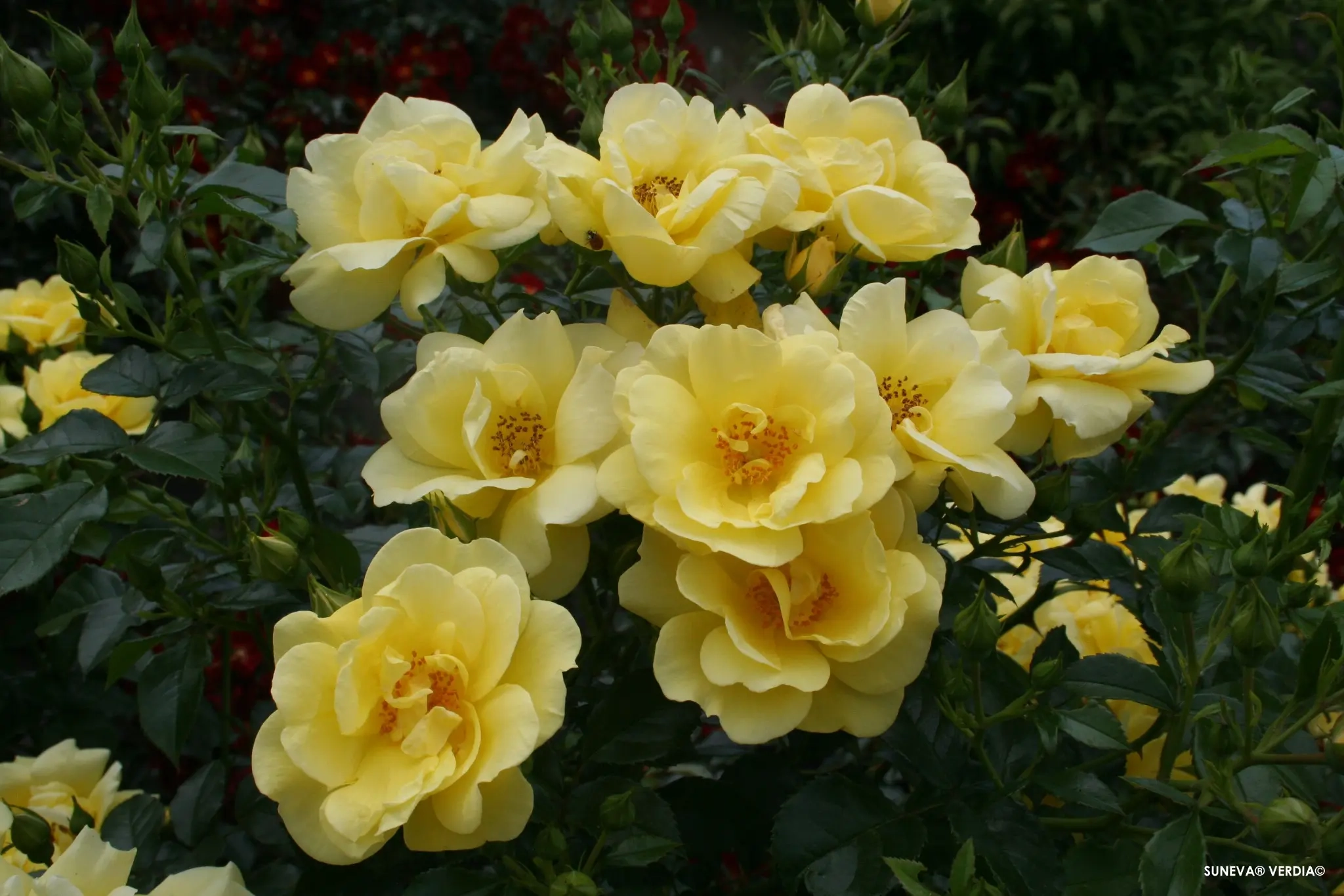 Rosier 'Suneva jaune '