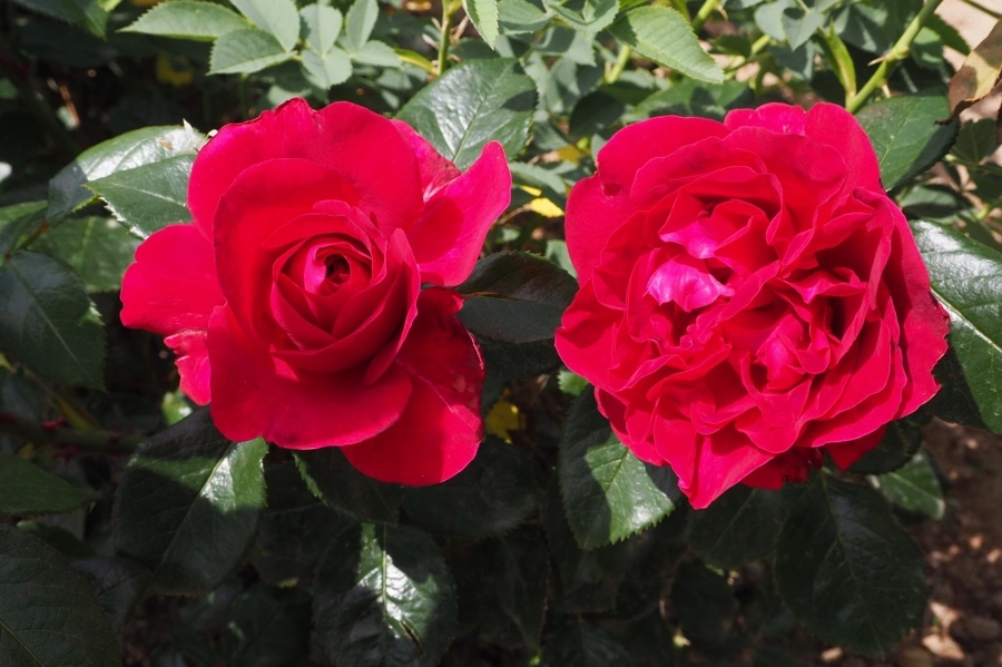 Rosier 'Rose clos de vougeot'