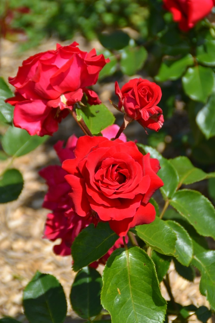 Rosier 'La marseillaise'